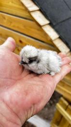 USA zijdehoen kuikens NOG ENKELE BESCHIKBAAR!, Dieren en Toebehoren, Pluimvee, Vrouwelijk, Kip