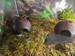 Dendrobates Auratus Gouden gifkikker, Amfibie, 0 tot 2 jaar