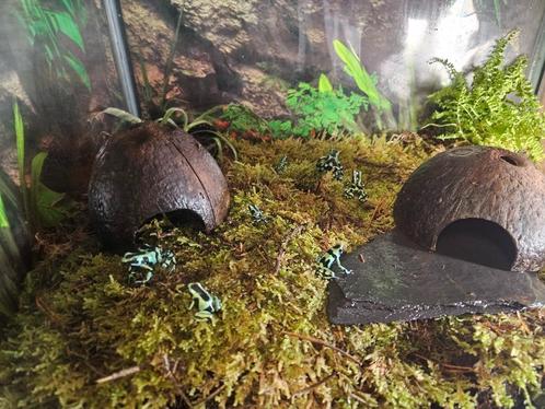 Dendrobates Auratus Gouden gifkikker, Dieren en Toebehoren, Reptielen en Amfibieën, Amfibie, 0 tot 2 jaar