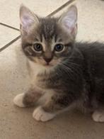 Boerderij kittens, Dieren en Toebehoren, Katten en Kittens | Overige Katten, Meerdere dieren, Kortharig, 0 tot 2 jaar