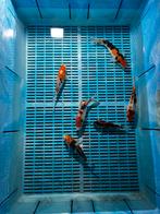 6x japanse koi, Dieren en Toebehoren, Vissen | Vijvervissen, Karper of Koi