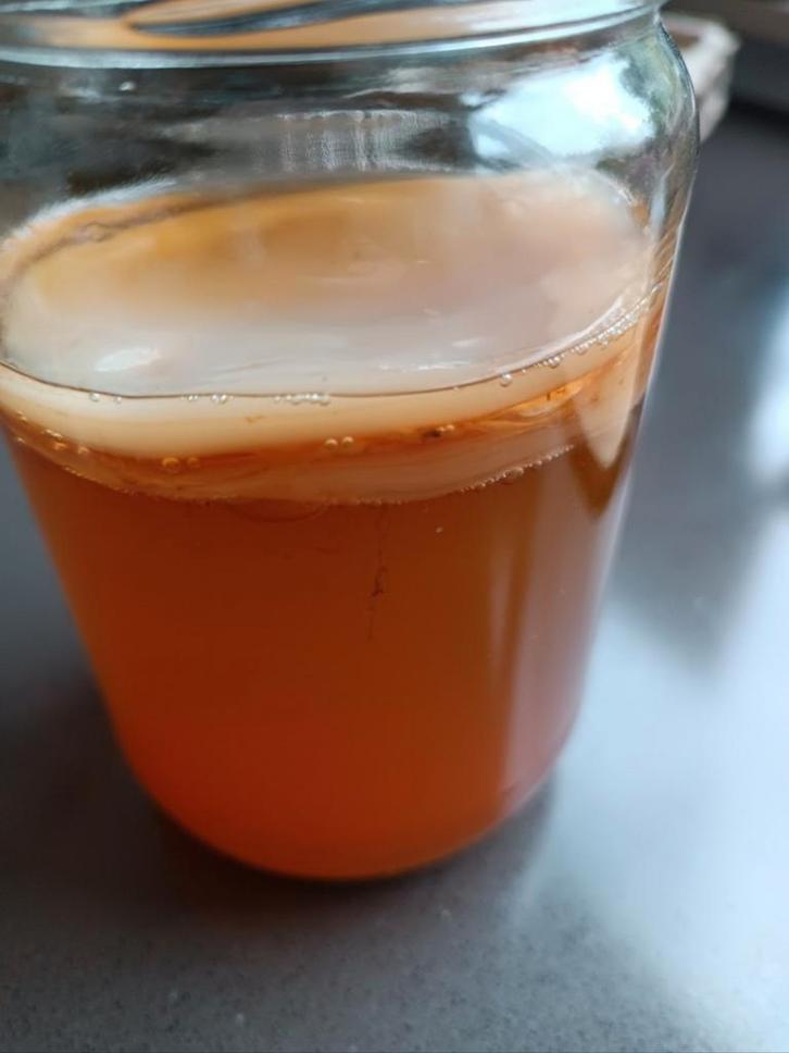 Kombucha zwam/scoby/scobi met startervloeistof, Diversen, Levensmiddelen, Ophalen