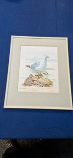 Zeemeeuw Tekening in Lijst - 41x31 cm, Antiek en Kunst, Ophalen of Verzenden