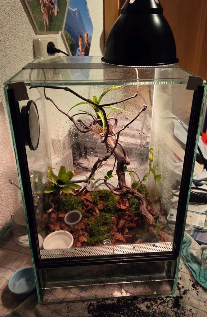 2 rouwgekko's inclusief terrarium 40x25x25, Dieren en Toebehoren, Reptielen en Amfibieën, 0 tot 2 jaar, Met terrarium