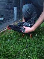 Jonge Barnevelder haan zilver dubbel gezoomd, Dieren en Toebehoren, Pluimvee, Mannelijk, Kip