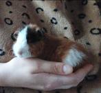 US Teddy zeug met stamboom, Dieren en Toebehoren, Knaagdieren, Cavia, Vrouwelijk, Tam, September