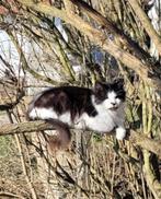 (oudere) katten zoeken goed thuis, Meerdere dieren, Kortharig, 6 jaar of ouder