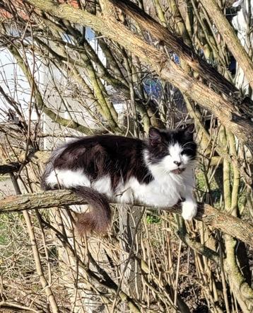 (oudere) katten zoeken goed thuis beschikbaar voor biedingen