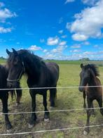 (NIEUWE ADVERTENTIE) 6 jarige ster merrie, Dieren en Toebehoren, Paarden, Merrie, 0 tot 2 jaar