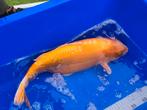 Koi, Dieren en Toebehoren, Vissen | Vijvervissen, Karper of Koi