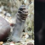 Omobranchus zebra, Dieren en Toebehoren, Vissen | Aquariumvissen, Vis