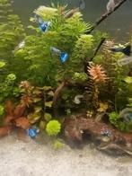Zomeractie:blue Moscow guppen gup guppie blauw, Dieren en Toebehoren, Vissen | Aquariumvissen, Vis