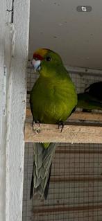 Geelvoorhoofd  kakariki’s wildkleur, Meerdere dieren, Parkiet