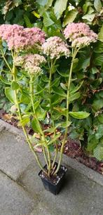 Mooie Sedum (Vetkruid) - Vaste plant voor tuin, Tuin en Terras, Planten | Tuinplanten, Ophalen, Bodembedekkers, Volle zon, Vaste plant