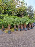 Trachycarpus Palmbomen, Tuin en Terras, Planten | Struiken en Hagen, Minder dan 100 cm, Ophalen of Verzenden, Hortensia