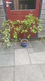 Toscaanse jasmijn, Tuin en Terras, Planten | Struiken en Hagen, Ophalen of Verzenden, Overige soorten, 100 tot 250 cm
