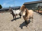 Appaloosa en valk shetlander, Dieren en Toebehoren, Pony's, Ruin, A pony (tot 1.17m), Recreatiepony, Ingeënt