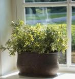 Brynxz buxus, zijdetak, groen, plant, zijdebloemen, Www.jufbrocante.nl, Www.jufbrocante.nl, Nieuw, Ophalen of Verzenden