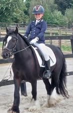 Tinker, Ruin, Minder dan 160 cm, Recreatiepaard, 7 tot 10 jaar