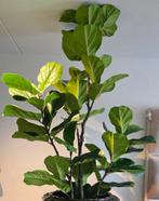 NIEUW GROTE KUNST FICUS BOOM / PLANT 180CM ERIC ERIK KUSTER, Ophalen, Nieuw