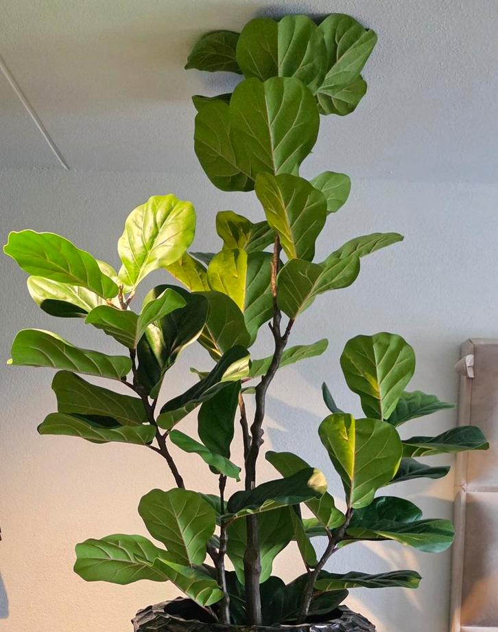 NIEUW GROTE KUNST FICUS BOOM / PLANT 180CM ERIC ERIK KUSTER, Huis en Inrichting, Woonaccessoires | Kunstplanten en Kunstbloemen