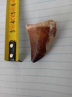 Mosasaurus tand, Ophalen of Verzenden, Fossiel