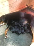 rottweiler pups, Dieren en Toebehoren, Parvo, 8 tot 15 weken, Meerdere, Meerdere dieren