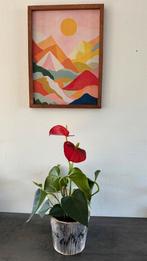 Lakanthurium plant met bloem, Ophalen of Verzenden, Halfschaduw, Minder dan 100 cm