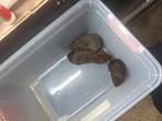 3 jonge cavia beertjes, Dieren en Toebehoren, Knaagdieren, Mannelijk, Cavia, Na 1 juli 2024