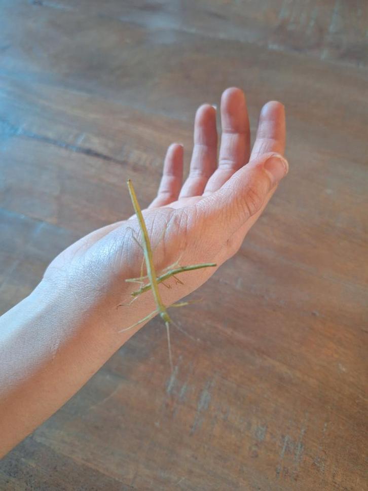 Gratis af te halen wandelende takken, Boeken, Dieren en Huisdieren, Gelezen, Ophalen