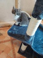 maine coon kittens, Dieren en Toebehoren, Katten en Kittens | Overige Katten, Meerdere dieren