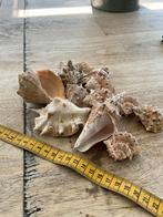 Mooie Schelpen Collectie, Huis en Inrichting, Ophalen of Verzenden, Gebruikt