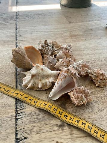 Mooie Schelpen Collectie beschikbaar voor biedingen