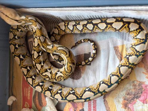 Python Reticulatus nakweek, Dieren en Toebehoren, Reptielen en Amfibieën, Slang