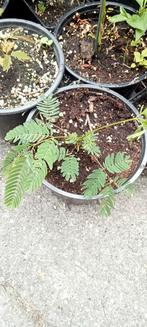 Albizia julibrissin Rosea - Perzische slaapboom planten, Volle zon, Minder dan 100 cm, Zomer, Overige soorten