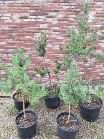 pinus silvestrus beschikbaar voor biedingen
