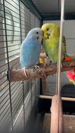 Grasparkieten opzoek naar een nieuw huisje!, Dieren en Toebehoren, Geslacht onbekend, Tropenvogel, Geringd