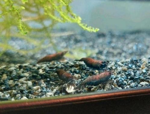 Rusty garnalen, Dieren en Toebehoren, Vissen | Aquariumvissen, Kreeft, Krab of Garnaal