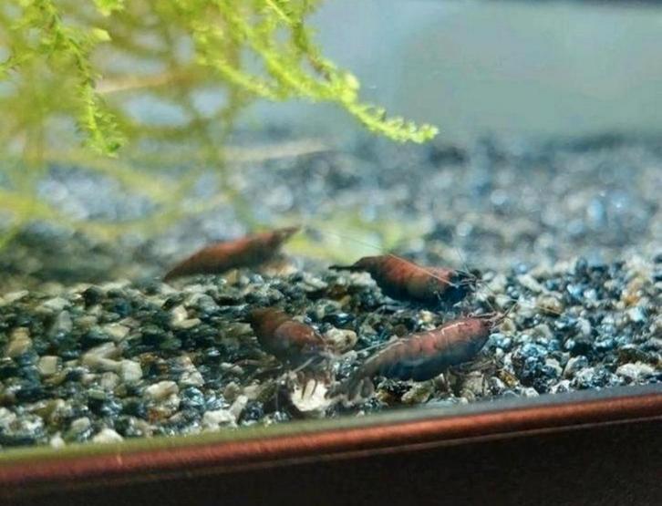 Rusty garnalen, Dieren en Toebehoren, Vissen | Aquariumvissen, Kreeft, Krab of Garnaal
