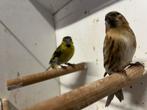 Barmsijs pop, Dieren en Toebehoren, Vogels | Overige Vogels, Vrouwelijk, Tropenvogel, Geringd
