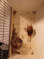 Roodmussen te koop, Dieren en Toebehoren, Vogels | Kanaries, Mannelijk, Kleurkanarie