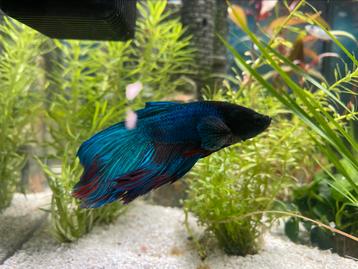Betta splendens, Siamese kempvis beschikbaar voor biedingen