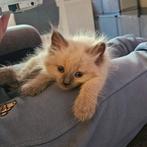 Siberische kitten poes | Hypo allergeen, Dieren en Toebehoren, Poes, Gechipt, 0 tot 2 jaar