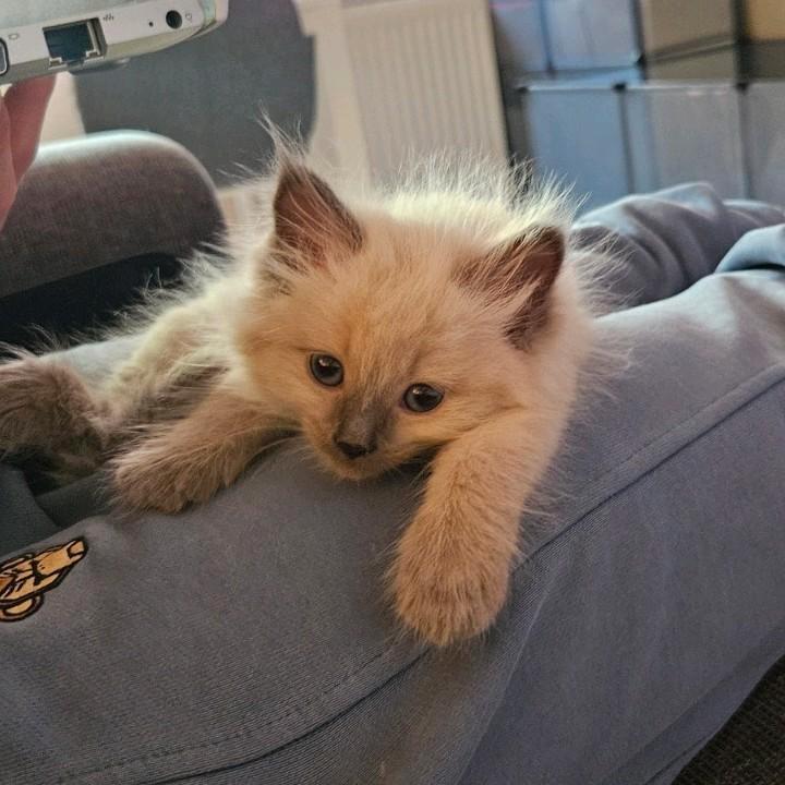 Siberische kitten poes | Hypo allergeen, Dieren en Toebehoren, Katten en Kittens | Raskatten | Langhaar, Poes, 0 tot 2 jaar, Gechipt