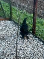 Brahma, Dieren en Toebehoren, Vrouwelijk, Kip