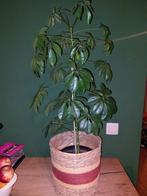 Plant + pot, Ophalen of Verzenden, Overige soorten, Minder dan 100 cm