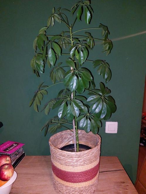 Plant + pot, Huis en Inrichting, Kamerplanten, Overige soorten, Minder dan 100 cm, Ophalen of Verzenden