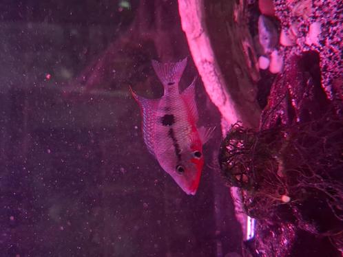 2 vuurkeel cichliden ook per stuk, Dieren en Toebehoren, Vissen | Aquariumvissen, Zoetwatervis, Vis
