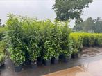 Grote smalblijvende laurier 200 cm. Prunus genolia in pot, Tuin en Terras, Planten | Struiken en Hagen, Ophalen of Verzenden, Laurier