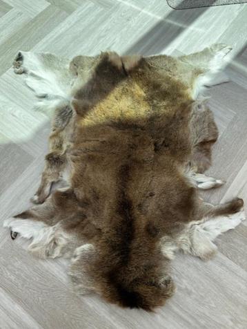 Dierenhuid Hert  beschikbaar voor biedingen